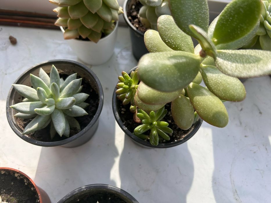Сукуленти Ехеверія очиток седум