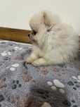 Menina spitz anao