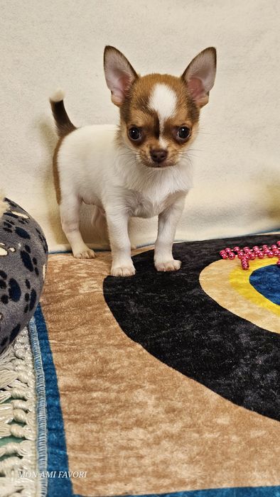 Класнючий хлопчик, КСУ