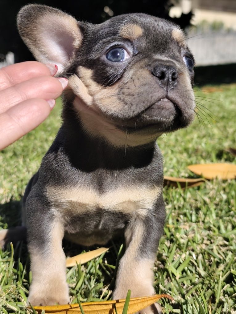 Buldogue francês femea