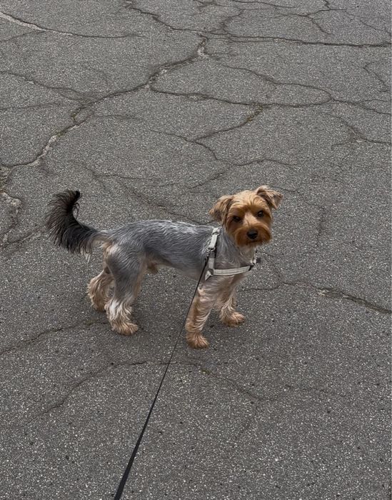 Йорк шукає дівчинку злучка собак вʼязка