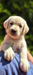Suczka biszkoptowa żółta, lżejsza budowa labrador retriever ZKwP FCI