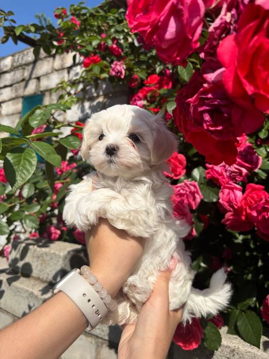 Дівчата мальтезе