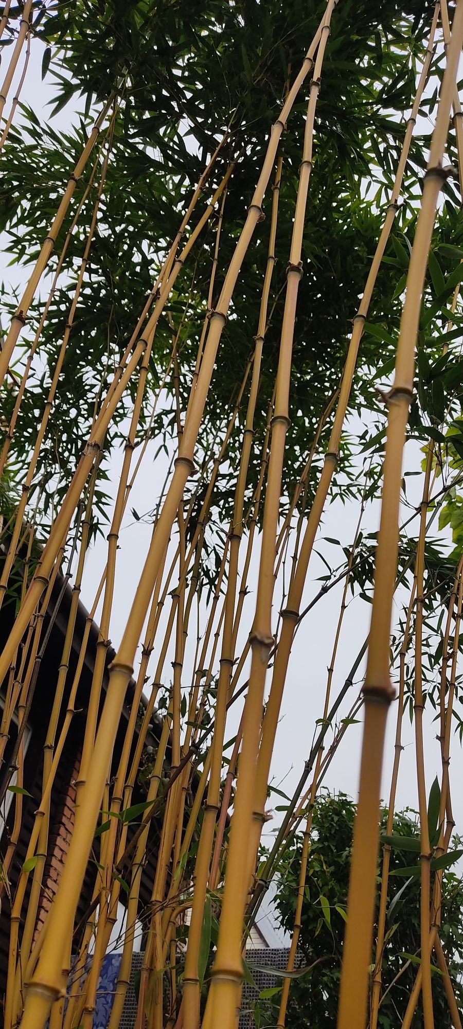 Саженцы бамбука. Зимостойкий (-25)золотий бамбук Phyllostachys aureosu