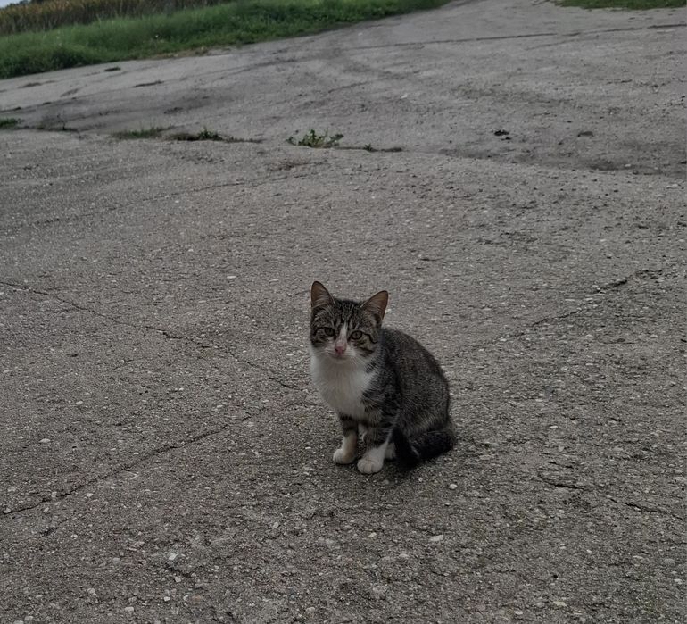 Kotki 3 miesięczne i więcej