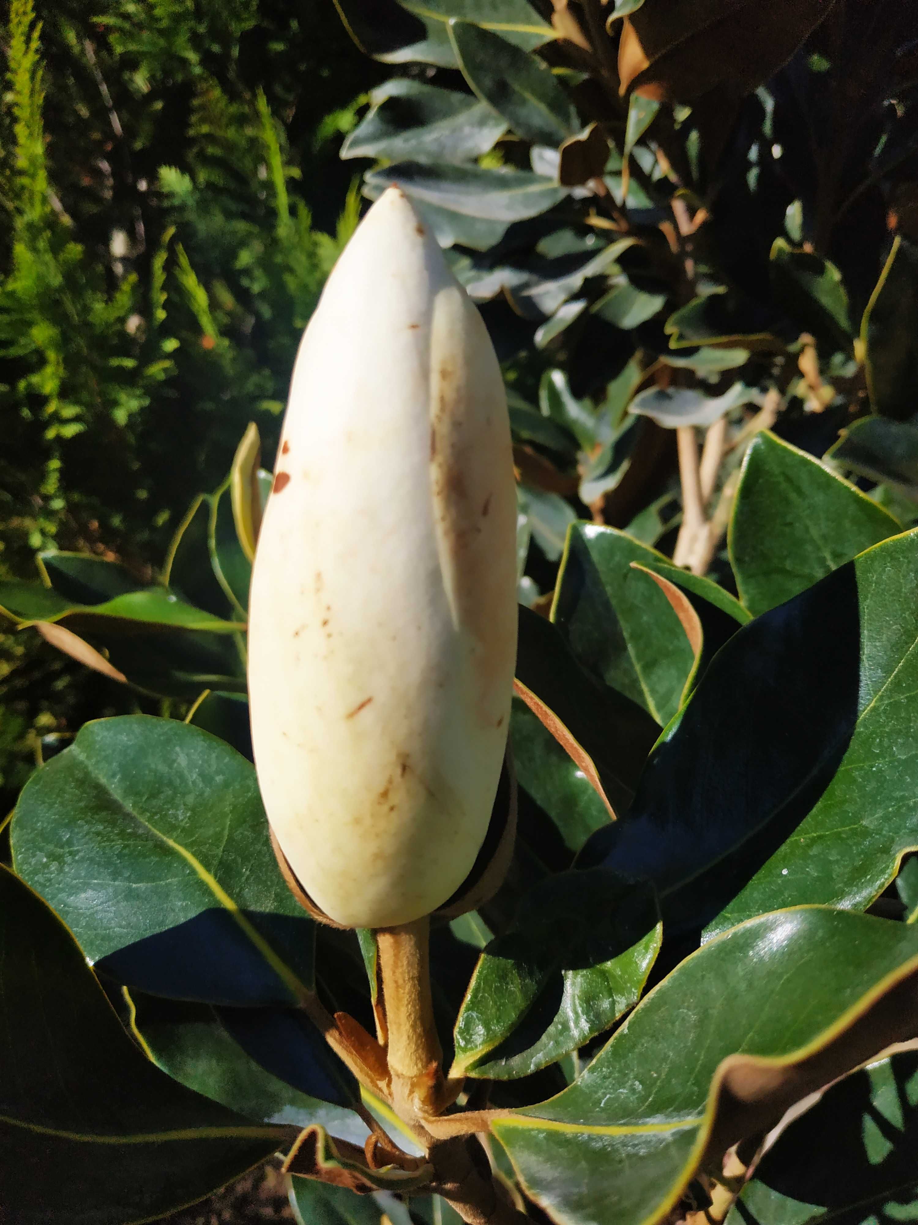 Магнолія Грандіфлора / Магнолия Грандифлора / Magnolia grandiflora