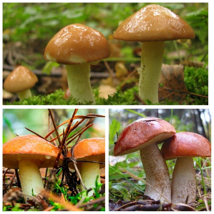 Гриби мариновані, Грибочки Маслята, Підосичники, Грибний паштет