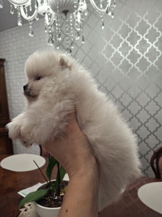 Szpic miniaturowy pomeranian