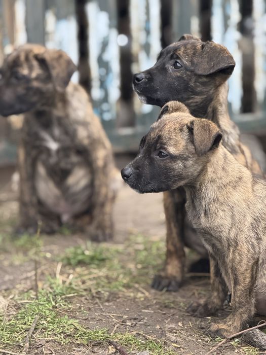 Папа Стаф, мама метис Стафа