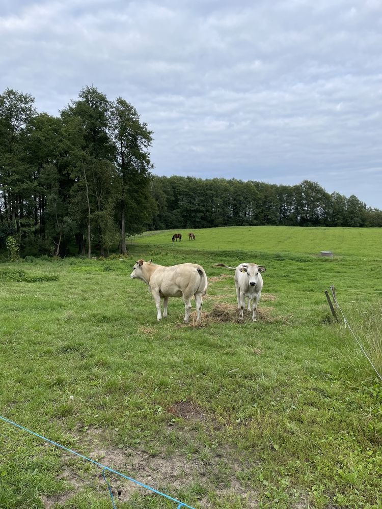 Jałówki bydlo piemontese hereford