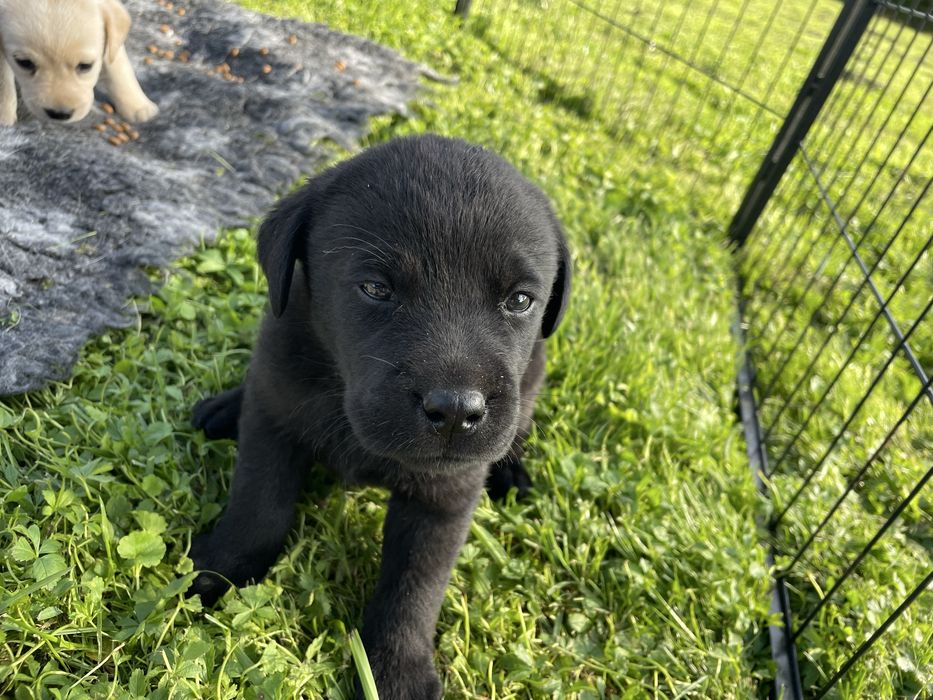 Piesek Labrador Retriever , ksiażeczka zdrowia, rodowód, umowa