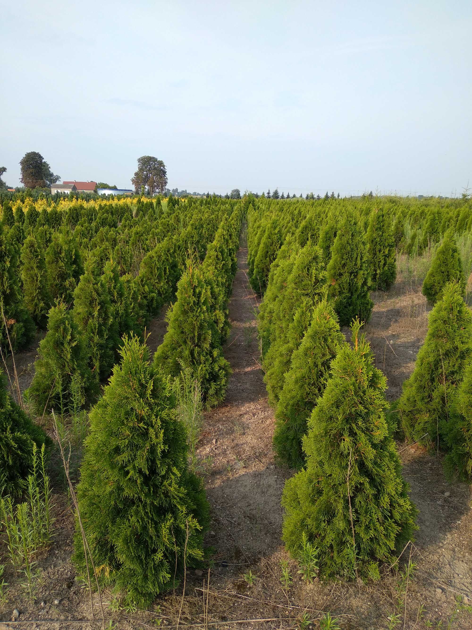Tuja Szmaragd Thuja Smaragd Żywopłot 100 120