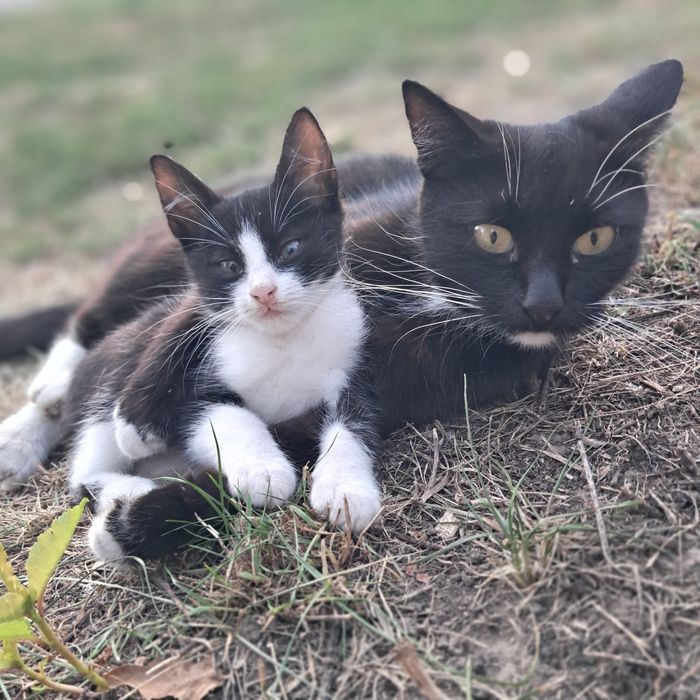 Кошеня шукає дім