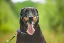 Beauceron Ina czeka na kochający dom!