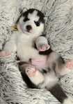 Siberian Husky FCI