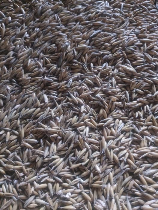 Produkt rolny sprzedaż