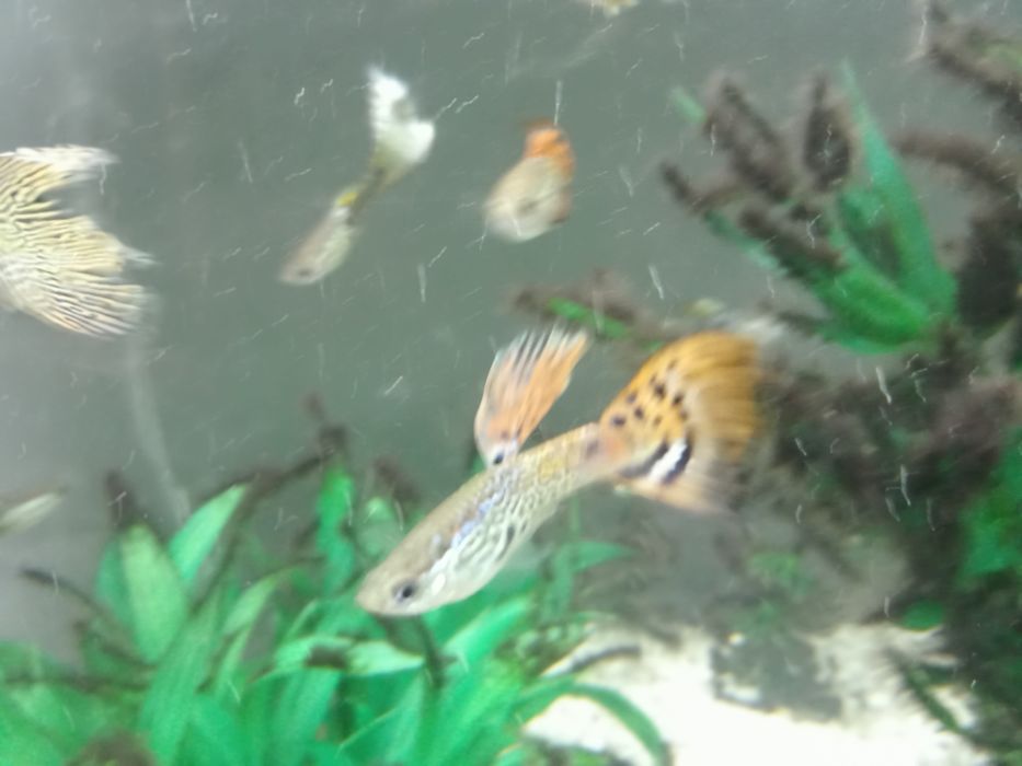 Rybki akwaryjne samce gupika