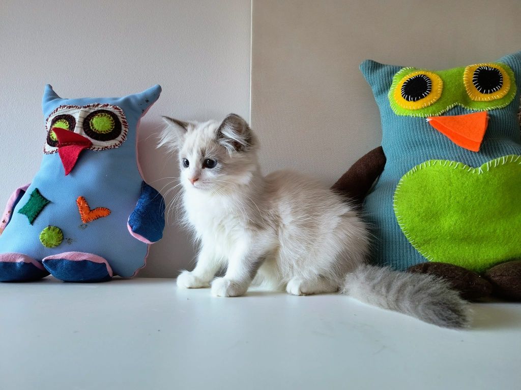 Rogdoll gotowe do odbioru