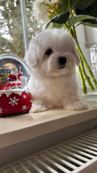 Maltańczyk Piesek z Rodowodem. Chip, Umowa.