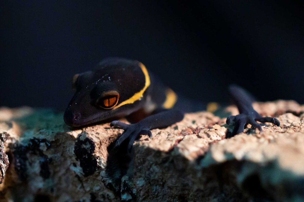 Goniurosaurus hainanensis, gekony chińskie Warszawa