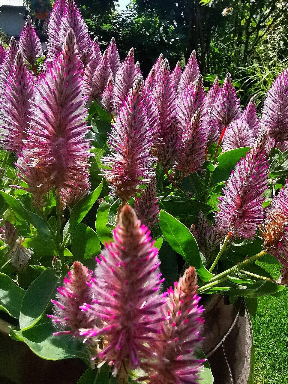 Ptilotus - Różowy ogonek królika 30 nasion