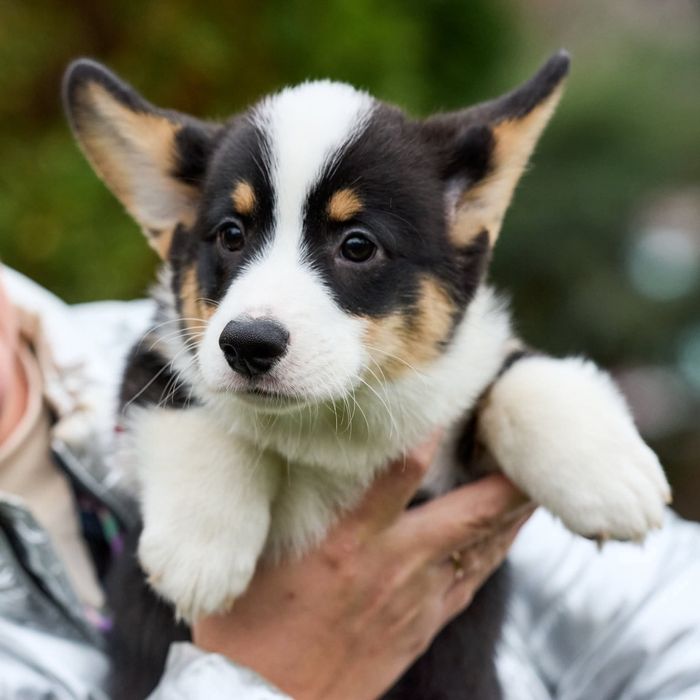 Хлопчик коргі  КСУ