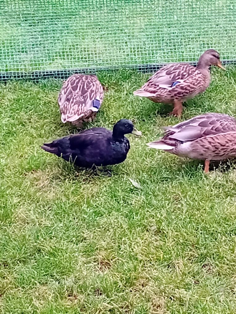 Kaczki call duck