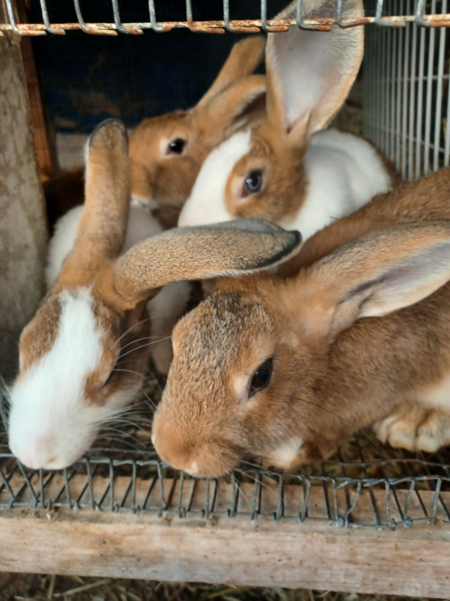 Coelhos caseiros