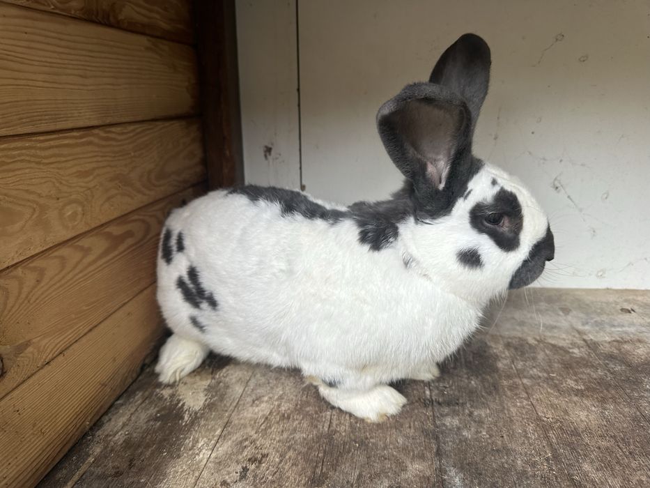 Olbrzym srokacz niemiecki Samiec