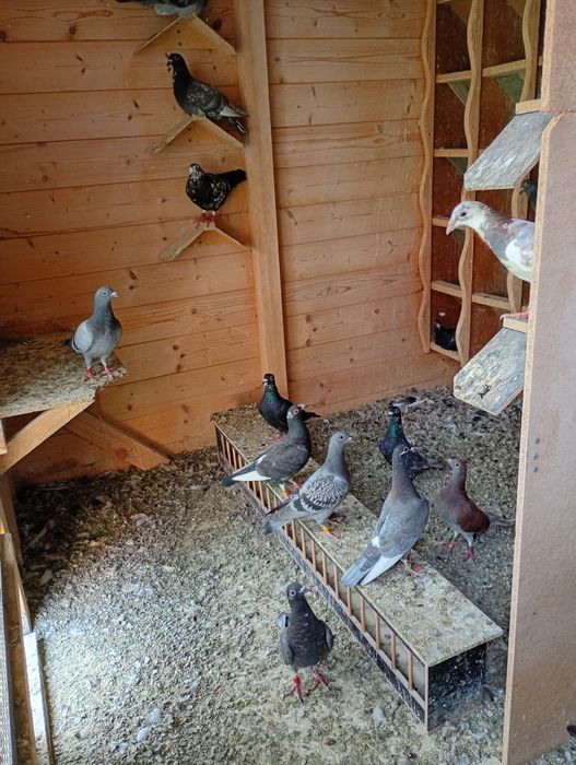 Gołębie pocztowe Fabry, kolor