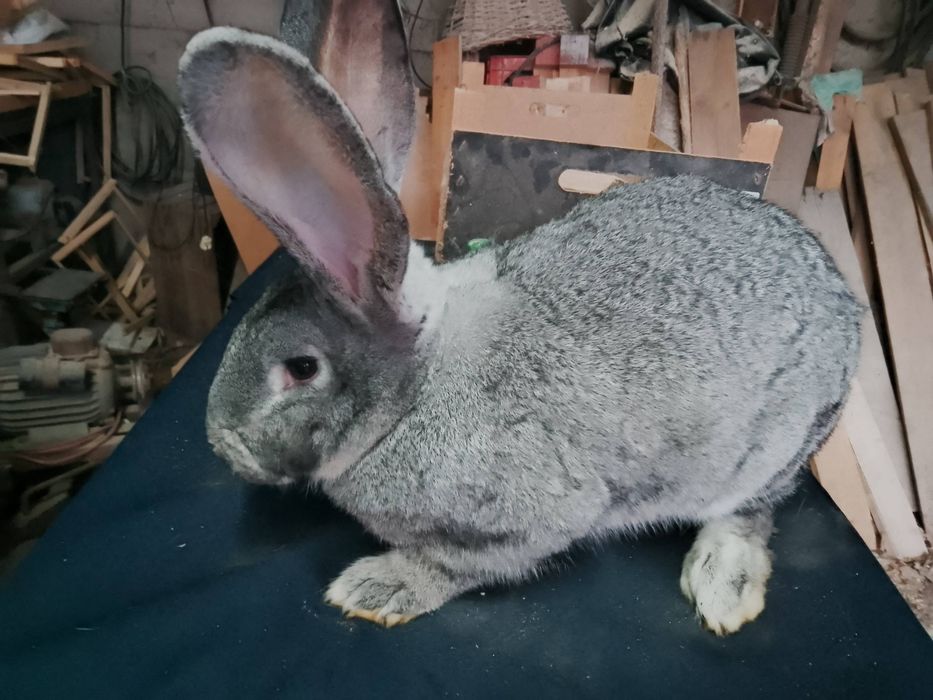 Królik króliki samice samce