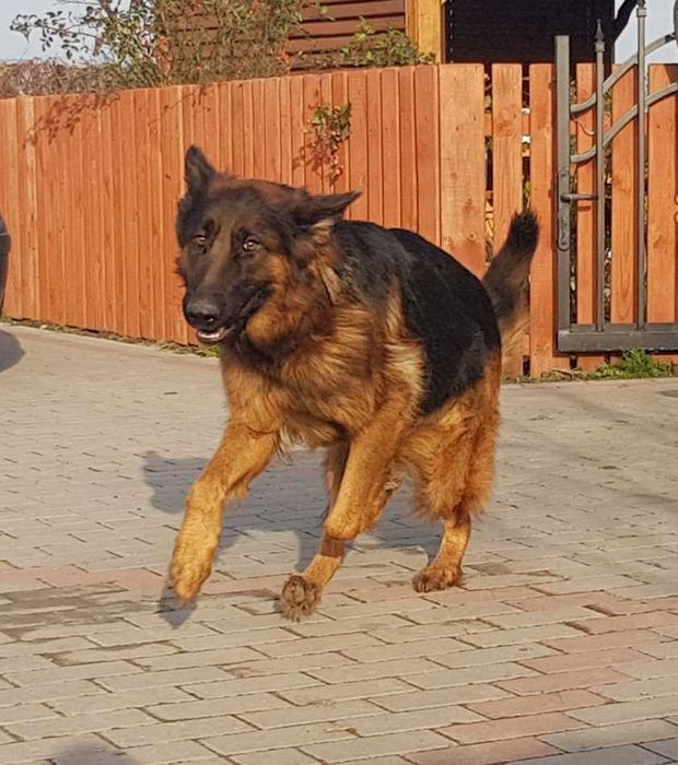 Owczarki niemieckie szczeniaki