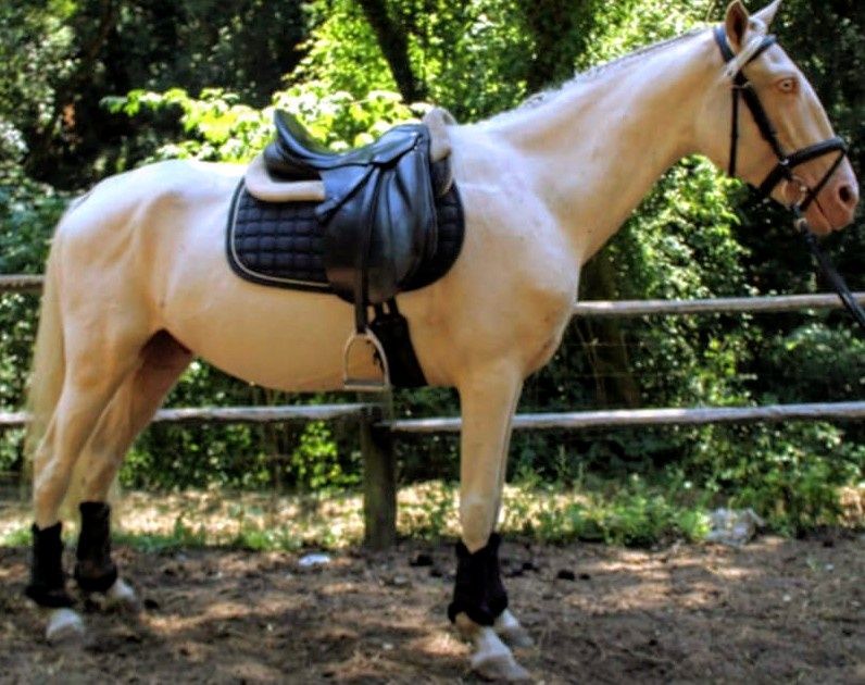 Dois cavalos para venda ou troca