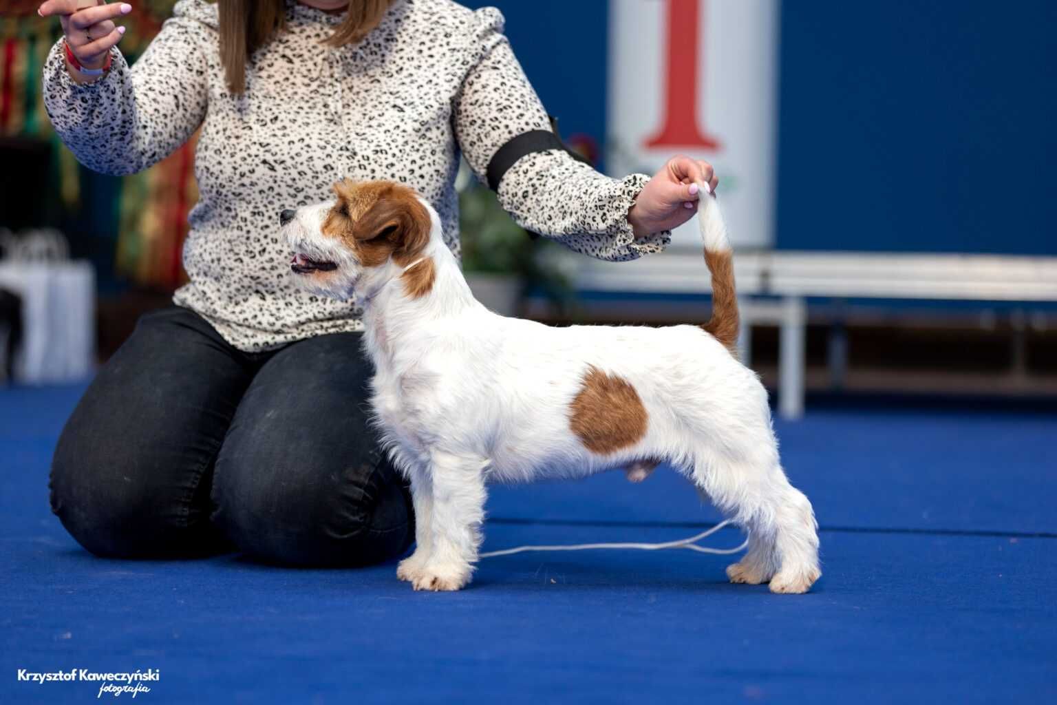 Jack Russell Terrier ZKwP FCI piękna suczka po CH.PL
