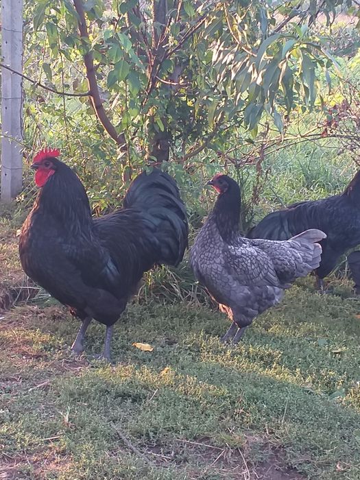 Яйце інкубаційне кури Австралорп .