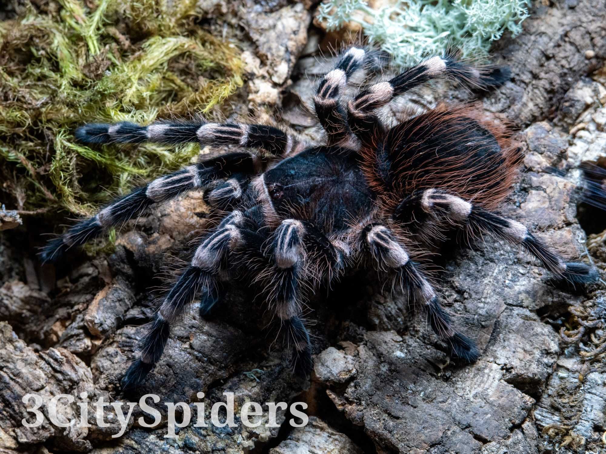 Acanthoscurria geniculata 2 - 2,5DC samica (3CitySpiders)