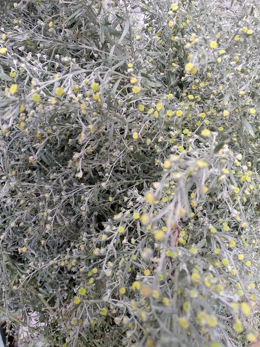 Piołun kwitnący suszony ekologiczny 100 gram