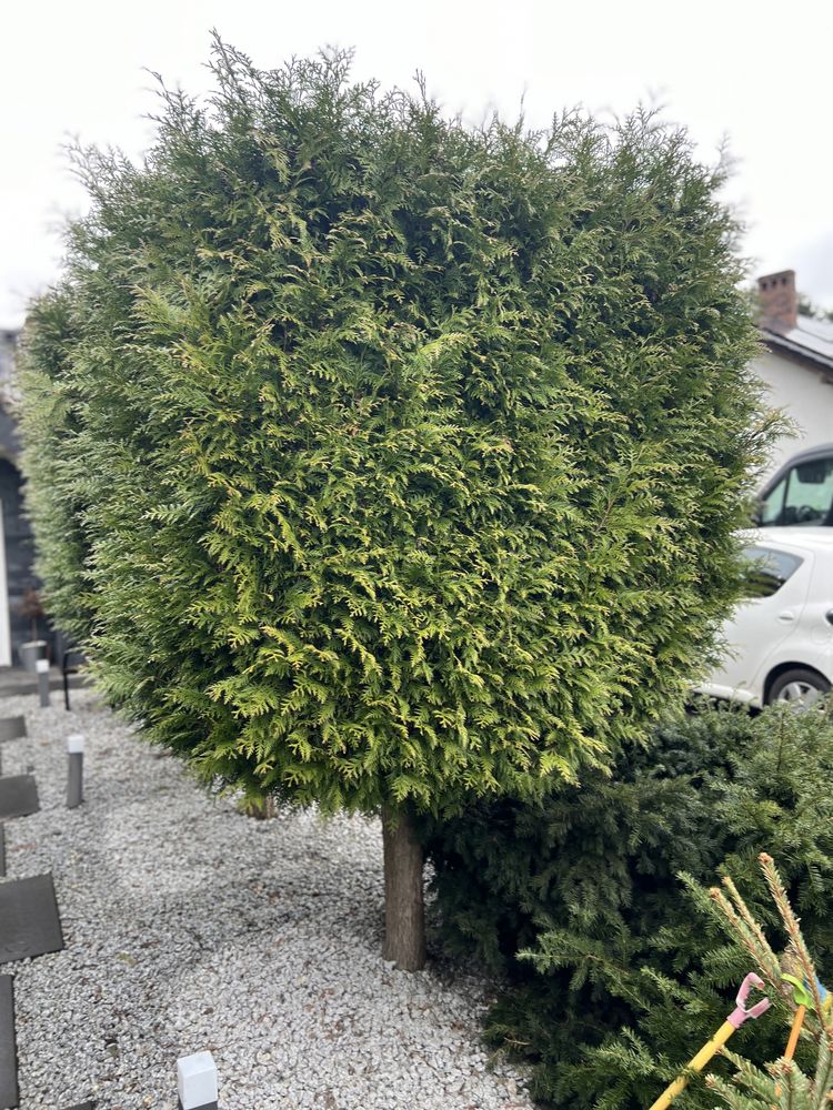 Piękne drzewa tuje na nodze wysokie na 3 metry