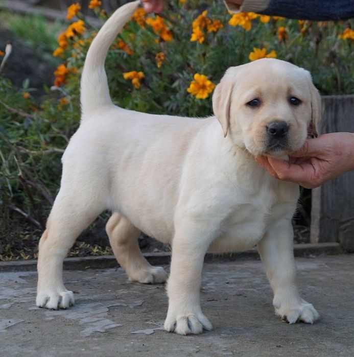 Лабрадор-ретрівер