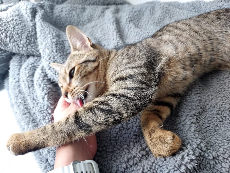 Gatinha para adoção