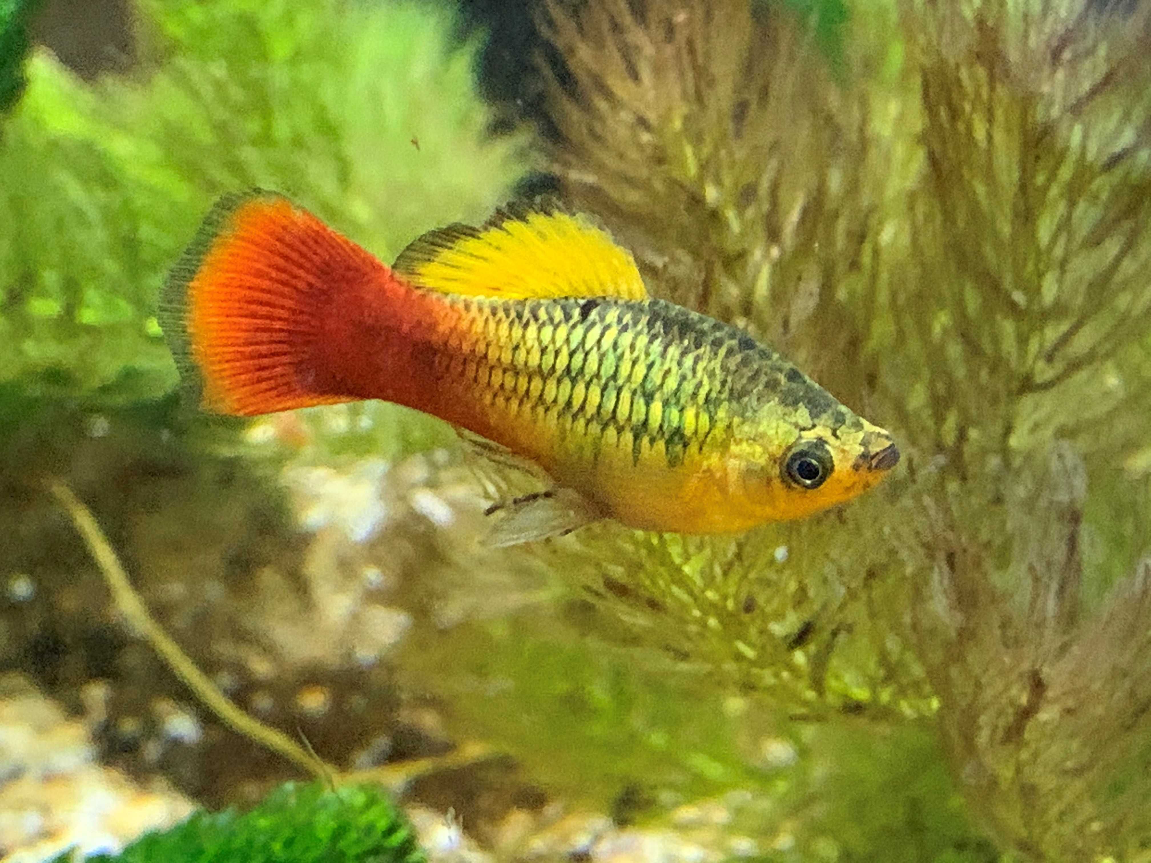 Zmienniak wielobarwny - Xiphophorus variatus - Platka - Platynka