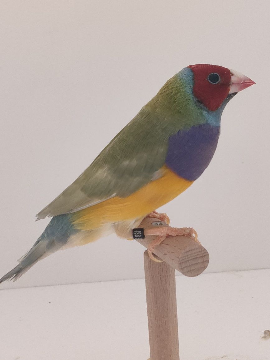 Últimos diamantes gould