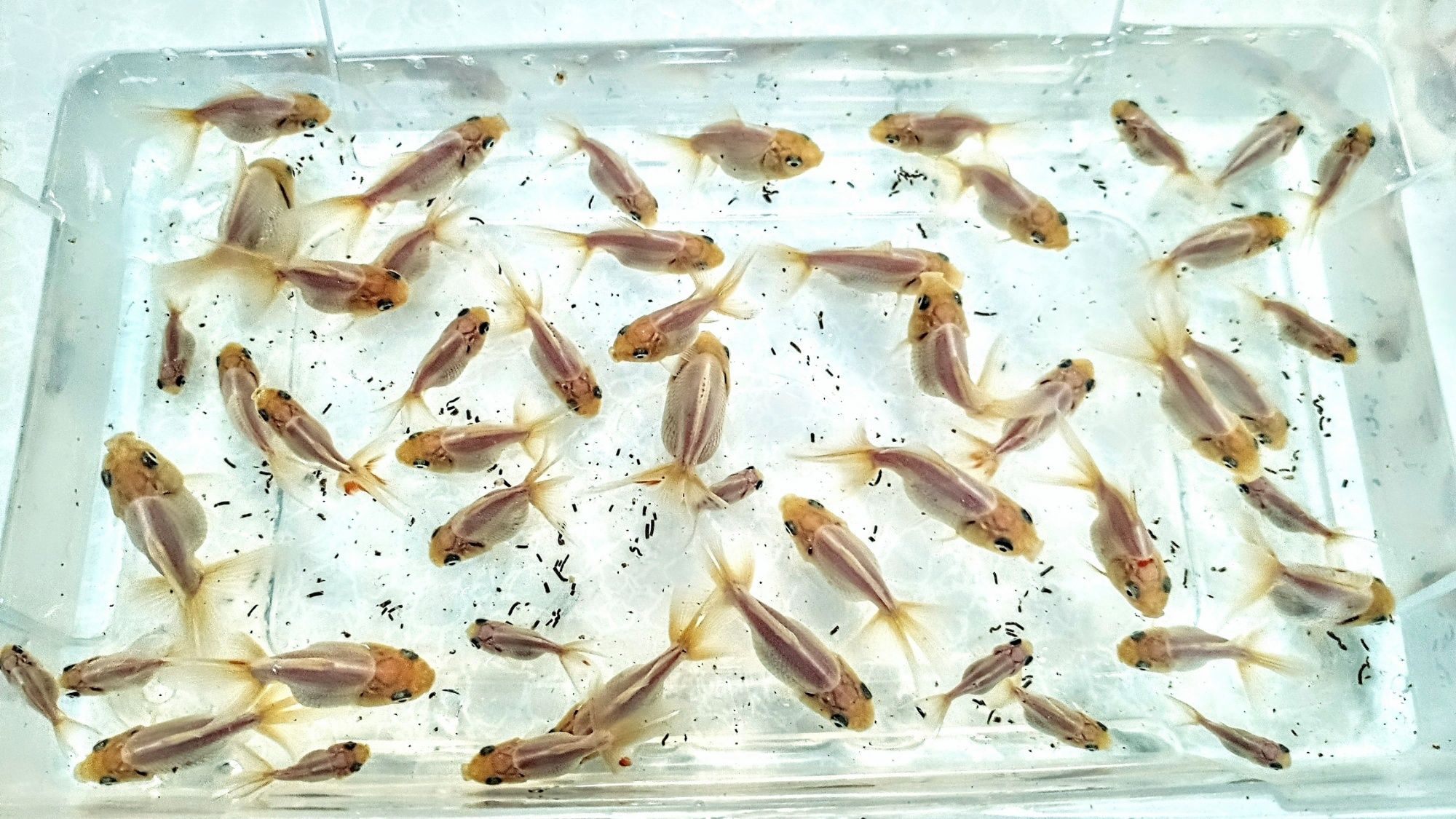 Goldfish ,,oranda  white body,,  welonka welonek welonki welon biały