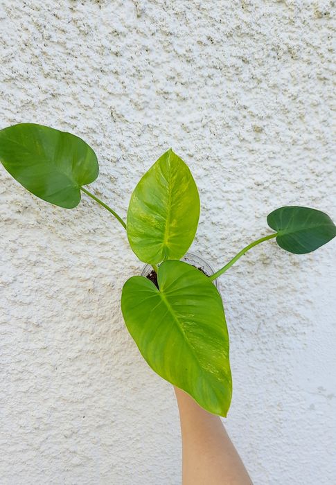 Philodendron giganteum variegata nr.2