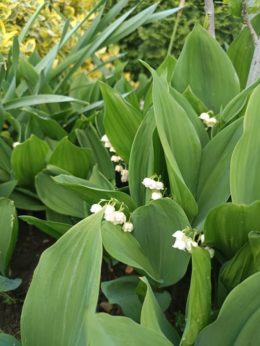 Konwalia majowa 15 sztuk