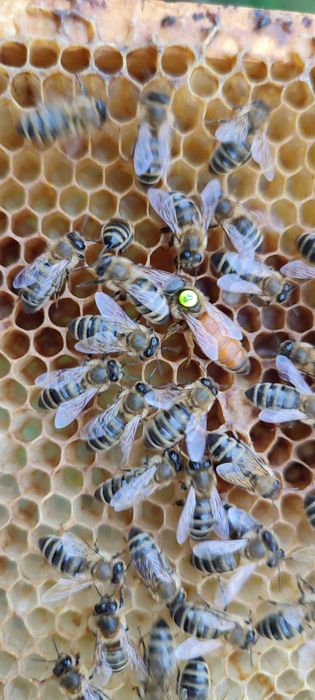 Miód wielokwiatowy, lipowy, leśny oraz rzepakowy z własnych pasiek