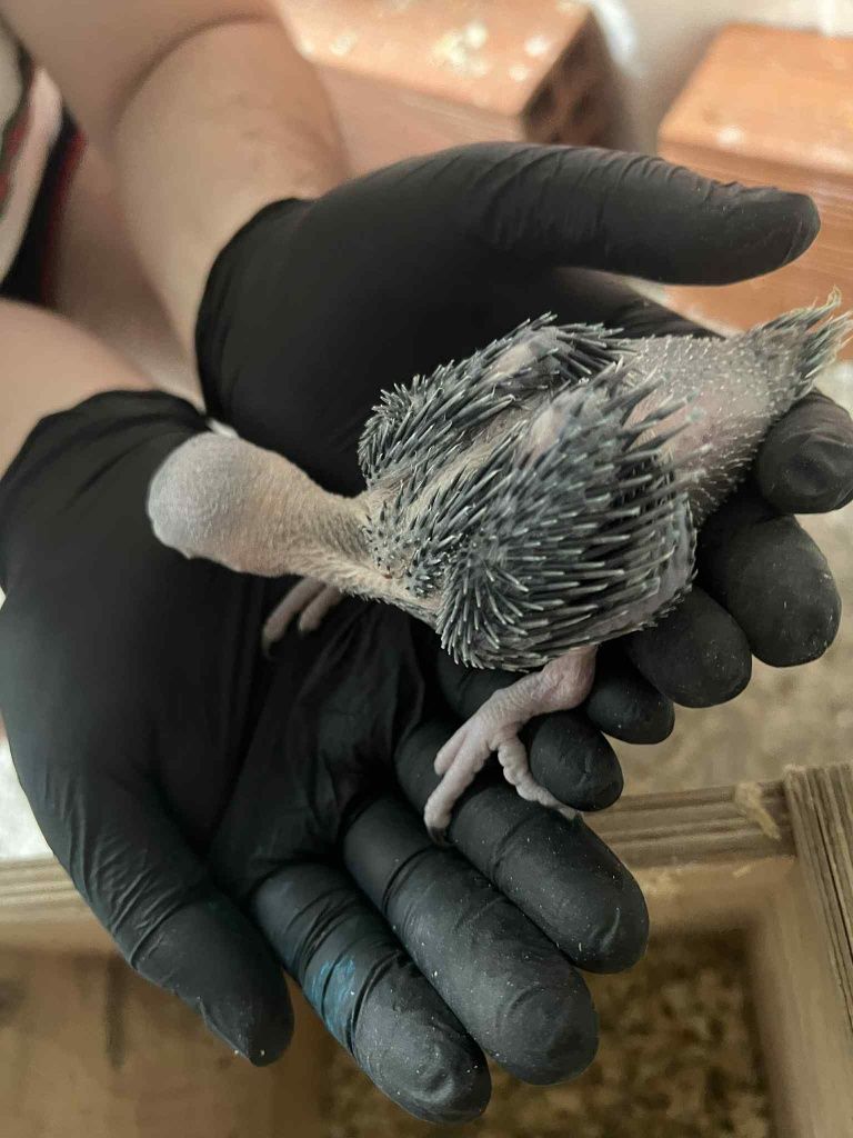 Ring necks para acabar de criar a mão