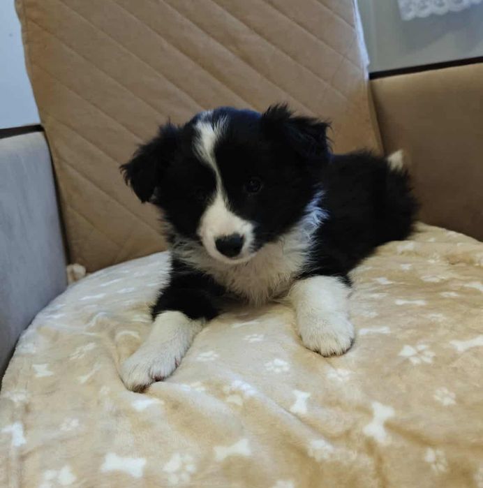 Border collie sunia