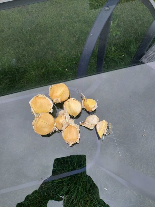 Czosnek słoniowy  gigant