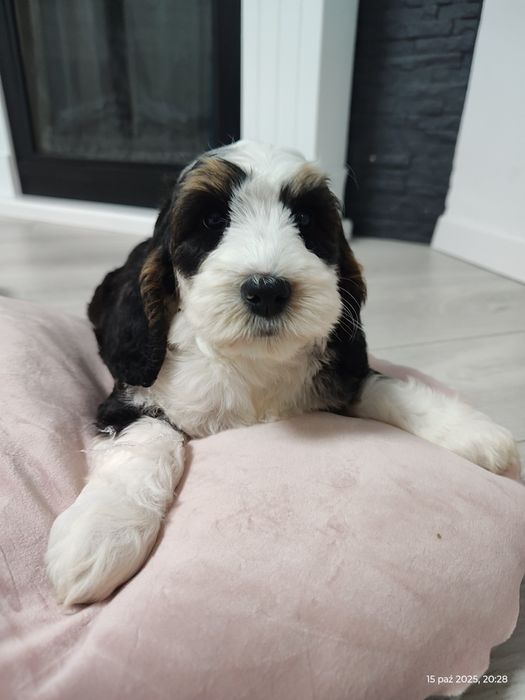 UNIKAT Cockapoo Girl